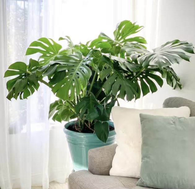 Monstera Deliciosa Plant